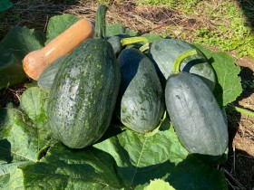 万次郎かぼちゃ1