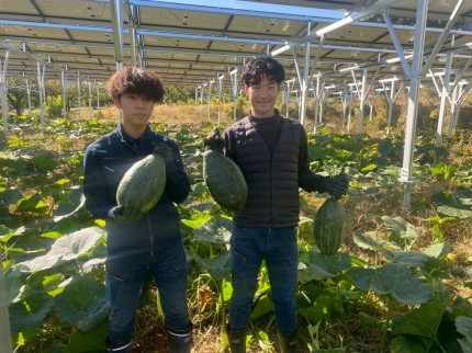 飯田市　株式会社リックス　ソーラーシェアリング　万磁路かぼちゃ