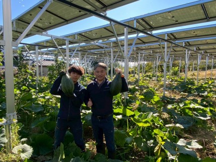 飯田市　株式会社リックス　ソーラーシェアリング　万磁路かぼちゃ