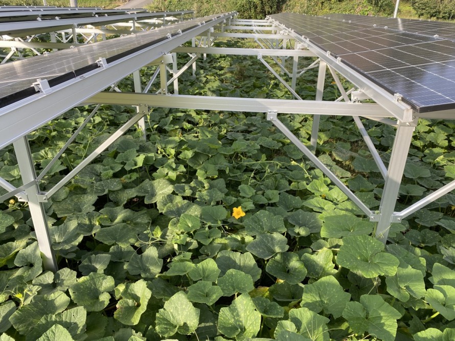 ソーラーシェリング　万次郎かぼちゃ　飯田市　株式会社リックス