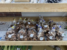 リックス　飯田市　ソーラーシェアリング　菌床シイタケ