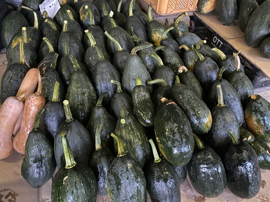 飯田市　株式会社リックス　ソーラーシェアリング　万磁路かぼちゃ