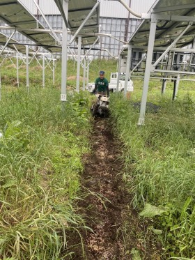 ソーラーシェアリング　飯田市　株式会社リックス　万次郎かぼちゃ