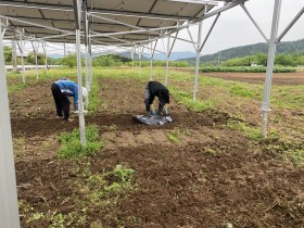ソーラーシェアリング　南信州　飯田市　リックス　万次郎かぼちゃ