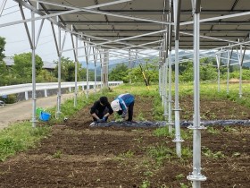 ソーラーシェアリング　南信州　飯田市　リックス　万次郎かぼちゃ