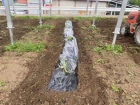 ソーラーシェアリング　南信州　飯田市　リックス　万次郎かぼちゃ