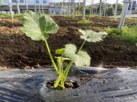 ソーラーシェアリング　南信州　飯田市　リックス　万次郎かぼちゃ