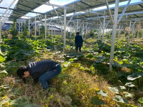 飯田市　株式会社リックス　ソーラーシェアリング　万磁路かぼちゃ