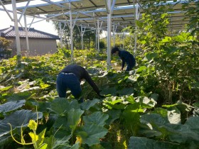 飯田市　株式会社リックス　ソーラーシェアリング　万磁路かぼちゃ